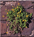 NT2373 : Yellow Corydalis (Pseudofumaria lutea) by Anne Burgess