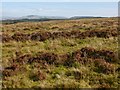 NS4481 : Cultivation traces at Red Brae by Lairich Rig