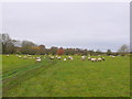 SP3667 : Sheep Pasture by Nigel Mykura