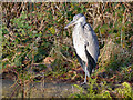 SD7407 : Heron at Moses Gate by David Dixon