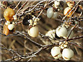 SP9213 : Snowberries by the road between Tring and Bulbourne by Chris Reynolds