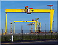 J3575 : The most famous cranes in Belfast by Rossographer