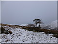 NT2164 : Scots pines on Harbour Hill by Alan O'Dowd