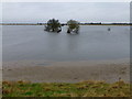 TF3902 : Totally flooded washland - The Nene Washes by Richard Humphrey