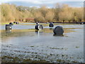 TL1498 : Wrapped hay rolls on the water meadow by Richard Humphrey