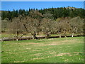 SH7856 : Riverbank trees, Betws-y-Coed by Jaggery