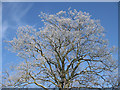 SE7974 : Frosted oak tree, Great Sike Road by Pauline E