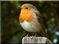 SY9787 : Robin near the information centre at Arne, Purbeck by Phil Champion