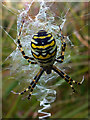 SY9787 : Female wasp spider (Argiope bruennichi) by Phil Champion