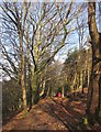 SX7878 : Templer Way in Yarner Wood by Derek Harper