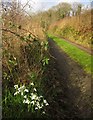 SX7950 : Snowdrops near Washwalk by Derek Harper