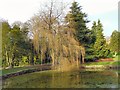 SJ9493 : Willow at Pole Bank by Gerald England