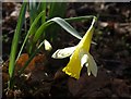 SX7186 : Daffodil below Week Down by Derek Harper