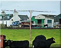 NX0746 : Swallows gathering at Kenmuir by Ann Cook