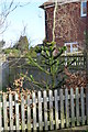 TQ6412 : Monkey Puzzle Tree, Monkey Puzzle Close, Windmill Hill by Julian P Guffogg