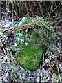 NS4074 : Dumbarton Rock: War Department boundary stone no. 5 by Lairich Rig