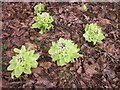 NM8603 : Butterbur appearing through leaf mould by Patrick Mackie