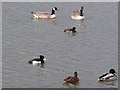 NZ3069 : Waterfowl on Dukes Pond, Rising Sun Country Park by Oliver Dixon