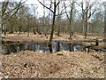 TQ4399 : Small pond, Epping Forest by Robin Webster