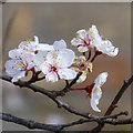 SK4833 : Cherry blossom by David Lally