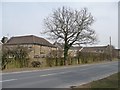 SE3140 : Ivy-covered tree, Wigton Lane by Christine Johnstone