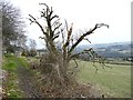 SE0621 : Elder tree on Elland Footpath 49 by Humphrey Bolton