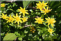 NT3470 : Lesser Celandine (Ranunculus ficaria) by Anne Burgess