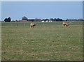 TF8631 : Large beasts on Sculthorpe Airfield by Richard Humphrey