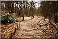 TL1947 : RSPB reserve woodland by Richard Croft