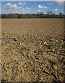 SS5610 : Tilled field near Dowland by Derek Harper