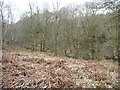 SJ8148 : Deep valley of a small stream, Watermills Wood by Christine Johnstone