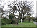 SE5007 : Cyclamen flowering under a leafless tree by Christine Johnstone