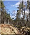 NH3629 : Scots pine in Breckry Wood, Corrimony by Craig Wallace