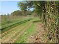 TL9229 : Saplings, Footpath, Hedge - Fordham Hall Estate by Roger Jones