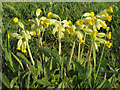 TL9228 : Cowslips, Fordham Hall Estate by Roger Jones