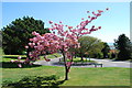 SU6706 : Tree in blossom in Troon Crescent by Barry Shimmon