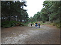 SZ0188 : Woodland Track on Brownsea by Nigel Mykura