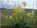 SK1462 : Cowslips by the Tissington Trail by Andrew Hill