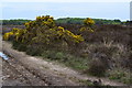 SU2115 : Gorse-covered tumuli by David Martin