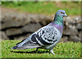 J5081 : Feral pigeons, Bangor (2) by Albert Bridge