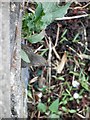 NM8530 : Rock Pipit emerging from its sea wall nest, Oban by Steve  Fareham