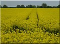 TL2580 : Rapeseed crop in full flower by Richard Humphrey