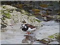 HU3618 : Turnstone at Bay of Scousburgh by Oliver Dixon