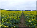 SP4647 : Footpath through the Crop by Nigel Mykura