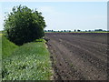 TL4080 : Potatoes south of Long North Fen Drove by Richard Humphrey