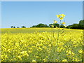 SU0018 : Sixpenny Handley: rapeseed on Garston Down by Chris Downer