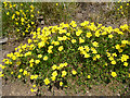 NT2672 : Rock Rose (Helianthemum sp) by Anne Burgess