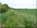 SK6055 : Cereal field on the south side of Baulker Lane [3] by Christine Johnstone