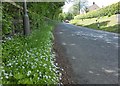 NT4722 : Woodruff in the verge near Ashkirk by Barbara Carr