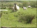 NO1462 : Sheep with lambs in Glen Shee by Stanley Howe